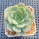 Echeveria sp. Monstrose 2" Succulent Plant