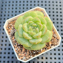 Echeveria sp. 1"-2" Succulent Plant