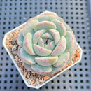 Echeveria 'Purple Look' 2" Succulent Plant