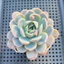 Echeveria 'Twin Berry' 2" Succulent Plant