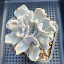 Echeveria 'Thriller Pearl' 3"-4" Succulent Plant