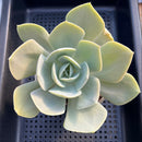 Echeveria 'Drawing' 4"-5" Succulent Plant