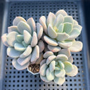 Graptoveria 'White Americano' 3"-4" Cluster Succulent Plant