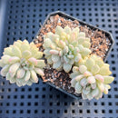 Echeveria sp. Variegated 2"-3" Succulent Plant