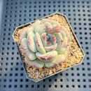 Echeveria 'Harvest' 2" Wide Leaf Clone Succulent Plant