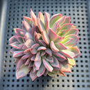 Echeveria 'Black Swan' 2"-3" Succulent Plant