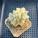 Graptoveria 'Titubans' Variegated 1” Succulent Plant