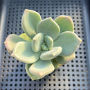Pachyphytum sp. 2"-3" Succulent Plant