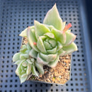 Echeveria Agavoides 'Saint Louis' Variegated 2"-3" Succulent Plant