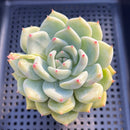 Echeveria 'Karla' 3" Succulent Plant