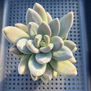 Sedeveria 'Blue Mist' (Sedum craigii x Echeveria affinis) 3"-4" Succulent Plant