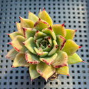 Echeveria 'Sarabony' 3" Succulent Plant