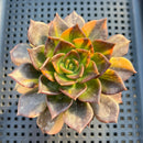 Echeveria 'Black Prince' Variegated 3"-4" Succulent Plant