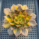 Echeveria 'Black Prince' Variegated 3"-4" Succulent Plant