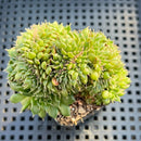Graptopetalum Filiferum Crested Cluster 2"-3" Succulent Plant
