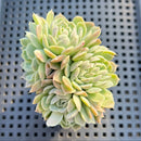 Echeveria 'Anchez Mejoradae' Crested 2"-3" Succulent Plant