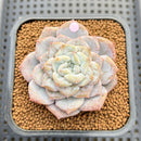 Echeveria 'Sugarling' Mutated 2" Succulent Plant Cutting