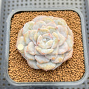 Echeveria 'Sugarling' Mutated 2" Succulent Plant Cutting