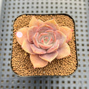 Echeveria 'Pink Moon' 2" Succulent Plant Cutting