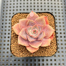 Echeveria 'Pink Moon' 2" Succulent Plant Cutting
