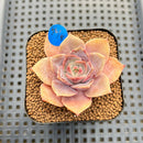 Echeveria 'Pink Moon' 2" Succulent Plant Cutting