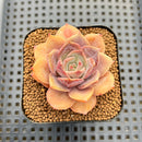 Echeveria 'Pink Moon' 2" Succulent Plant Cutting