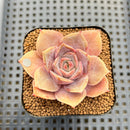 Echeveria 'Pink Moon' 2" Succulent Plant Cutting