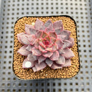 Echeveria 'Black Knight' New Hybrid 2" Succulent Plant Cutting