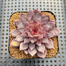 Echeveria 'Black Knight' New Hybrid 2" Succulent Plant Cutting