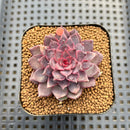 Echeveria 'Black Knight' New Hybrid 2" Succulent Plant Cutting