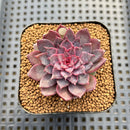 Echeveria 'Black Knight' New Hybrid 2" Succulent Plant Cutting