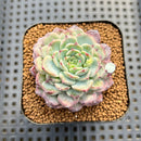 Echeveria 'Cherry Blossom Ending' 2" Succulent Plant Cutting