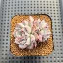 Echeveria 'Cherry Blossom Ending' 2" Succulent Plant Cutting