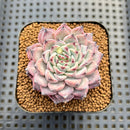 Echeveria 'Cherry Blossom Ending' 2" Succulent Plant Cutting