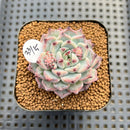 Echeveria 'Cherry Blossom Ending' 2" Succulent Plant Cutting