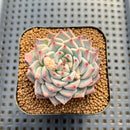 Echeveria 'Cherry Blossom Ending' 2" Succulent Plant Cutting