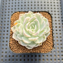 Echeveria 'Mexican Snowball' Variegated 2" Succulent Plant Cutting
