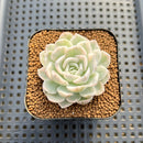 Echeveria 'Mexican Snowball' Variegated 2" Succulent Plant Cutting