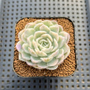 Echeveria 'Mexican Snowball' Variegated 2" Succulent Plant Cutting