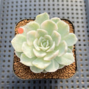Echeveria 'Mexican Snowball' Variegated 2" Succulent Plant Cutting