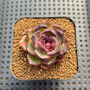 Echeveria 'Black Tan' Round-Leaf 2" Succulent Plant Cutting
