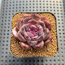 Echeveria 'Black Tan' Round-Leaf 2" Succulent Plant Cutting
