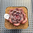 Echeveria 'Black Tan' Round-Leaf 2" Succulent Plant Cutting