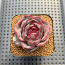 Echeveria 'Black Tan' Round-Leaf 2" Succulent Plant Cutting