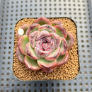 Echeveria 'Black Tan' Round-Leaf 2" Succulent Plant Cutting