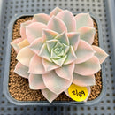 Echeveria 'Anna' Variegated 2" Succulent Plant Cutting