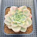 Echeveria 'Anna' Variegated 2" Succulent Plant Cutting
