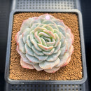 Echeveria 'Hyalina' Hybrid Seed-Grown 3"-4" Flower Village Hybrid Succulent Plant Cutting