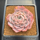Echeveria 'Hyalina' Hybrid Seed-Grown 3"-4" Flower Village Hybrid Succulent Plant Cutting