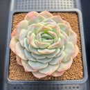 Echeveria 'Hyalina' Hybrid Seed-Grown 3"-4" Flower Village Hybrid Succulent Plant Cutting